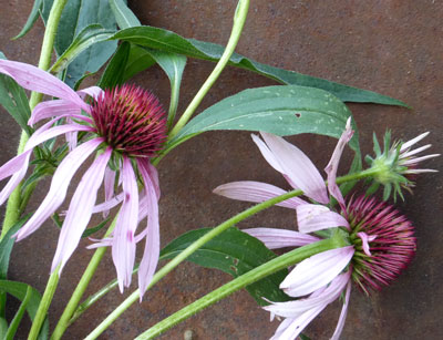 Echinacea Angustifolia - Herb, Native Plant 0.2g Echinacea Angustifolia - Herb, Native Plant 0.2g