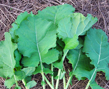 Even' Star Land Race Collards COLLARDS 1 g Even' Star Land Race Collards COLLARDS 1 g