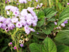 Ageratum, Dondo Blue, 0.10 g Ageratum, Dondo Blue, 0.10 g