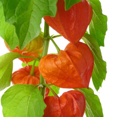 Chinese Lantern, Franchetti FLOWER, DRIED 0.10 g
