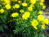 Cosmos, Limara Lemon 0.5 g Cosmos, Limara Lemon 0.5 g