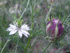 Love-in-a-Mist Mixed Colors Nigella, bulk size: 7 g Love-in-a-Mist Mixed Colors Nigella, bulk size: 7 g