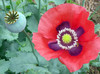 Breadseed Poppy, Charlottesville Old Breadseed Poppy, Charlottesville Old