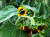 Taiyo Sunflower, 4 g Taiyo Sunflower, 4 g
