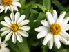 Zinnia, Zahara Starlight Rose 0.5 g Zinnia, Zahara Starlight Rose 0.5 g