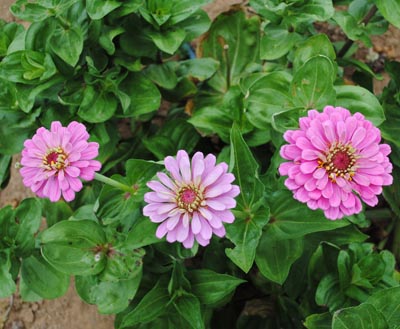 Zinnia, State Fair, Mostly Pink FLOWER 1 g