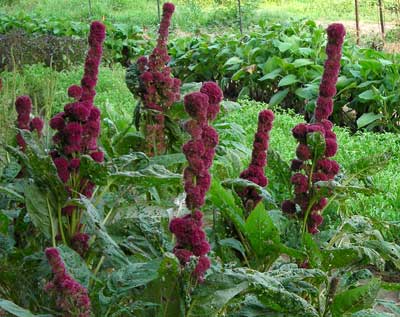 Amaranth, Elephant Head FLOWER 0.15 g - Click Image to Close