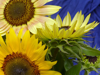 Autumn Beauty SUNFLOWER, ORNAMENTAL 28 g Autumn Beauty SUNFLOWER, ORNAMENTAL 28 g