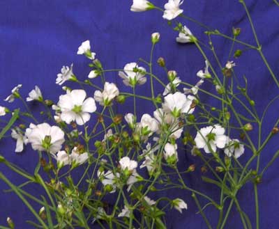 Baby's Breath, Elegans Alba Grandiflora FLOWER 0.4 g Baby's Breath, Elegans Alba Grandiflora FLOWER 0.4 g