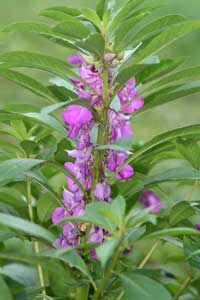 Balsam, Old Fashioned FLOWER 0.30 g Balsam, Old Fashioned FLOWER 0.30 g