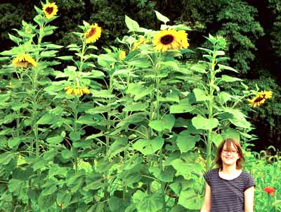 Mammoth Sunflower 28 g Mammoth Sunflower 28 g