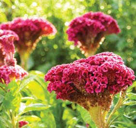 Celosia, Brenda Jordan's Heirloom FLOWER 0.2 g Celosia, Brenda Jordan's Heirloom FLOWER 0.2 g