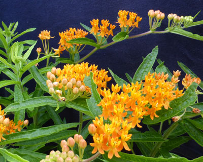 Butterfly Weed FLOWER 0.25 g Butterfly Weed FLOWER 0.25 g