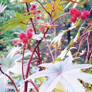 Castor Bean FLOWER 12 g Castor Bean FLOWER 12 g