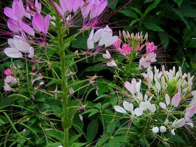 Cleome (Spider Flower), Queen Mix FLOWER 0.25 g Cleome (Spider Flower), Queen Mix FLOWER 0.25 g