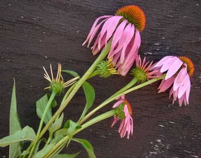 Echinacea Purpurea (Purple Coneflower) Herb, Native Plant 0.2g Echinacea Purpurea (Purple Coneflower) Herb, Native Plant 0.2g
