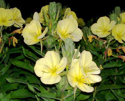 Evening Scented Primrose, Tina James' Magic FLOWER 0.05 g Evening Scented Primrose, Tina James' Magic FLOWER 0.05 g