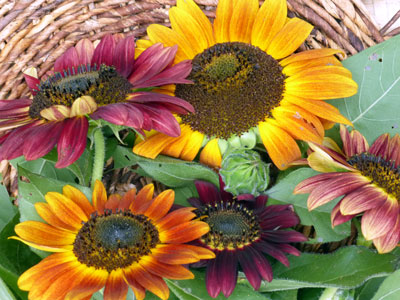 Evening Sun Sunflower 2 g Evening Sun Sunflower 2 g