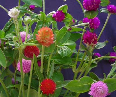 Globe Amaranth, Mixed Color FLOWER, DRIED 0.15 g