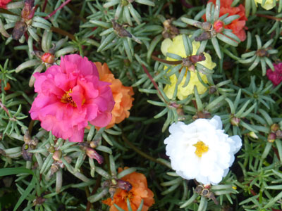 Portulaca, Old Fashioned Moss Rose FLOWER 0.05 g Portulaca, Old Fashioned Moss Rose FLOWER 0.05 g