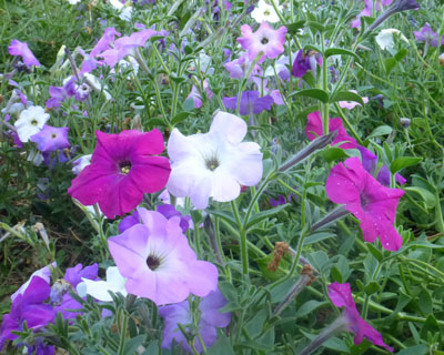 Petunia, Old Fashioned Vining Petunia FLOWER 0.05 g Petunia, Old Fashioned Vining Petunia FLOWER 0.05 g
