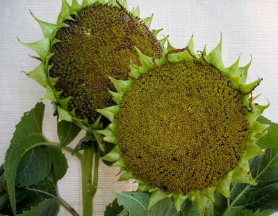 Peredovik (oil seed) Sunflower 14 g Peredovik (oil seed) Sunflower 14 g