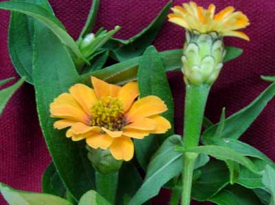 Zinnia, Peruviana Yellow 0.5 g Zinnia, Peruviana Yellow 0.5 g
