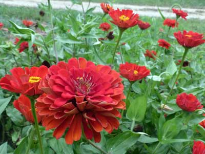 Zinnia, Red Beauty 1 g Zinnia, Red Beauty 1 g