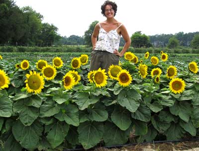 Short Stuff Sunflower 2 g Short Stuff Sunflower 2 g