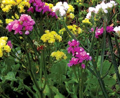 Statice (Sea Lavender), Mixed Colors FLOWER, DRIED 0.15 g