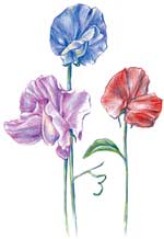 Sweet Pea, Old Spice Mix (Ornamental) FLOWER 2 g Sweet Pea, Old Spice Mix (Ornamental) FLOWER 2 g