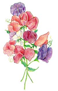 Sweet Pea, Royal Family Mixed Colors (Ornamental) FLOWER 4 g Sweet Pea, Royal Family Mixed Colors (Ornamental) FLOWER 4 g