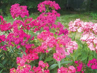 Flower Seed Catalogs on Sweet William Flower 0 07 G  01166     2 50   Southern Exposure Seed