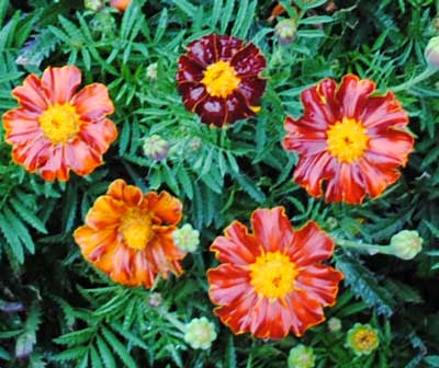French Marigold, Tashkent #1 FLOWER 0.5 g