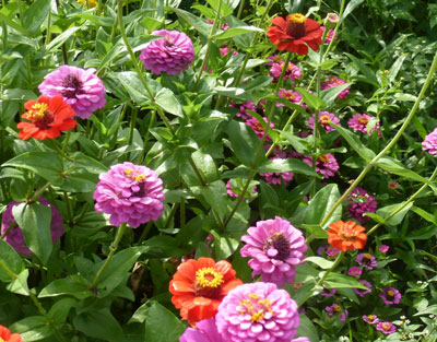 Zinnia, Thumbelina 0.5 g Zinnia, Thumbelina 0.5 g