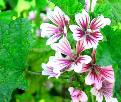 French Hollyhock, Zebrina FLOWER 0.5 g French Hollyhock, Zebrina FLOWER 0.5 g