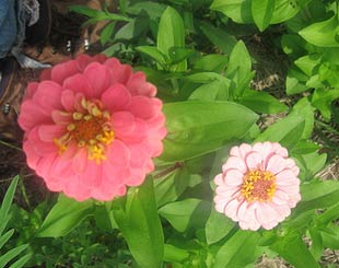 Zinnia, Thumbelina FLOWER 1 g