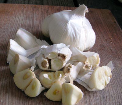 California Early Softneck Garlic 8 oz.