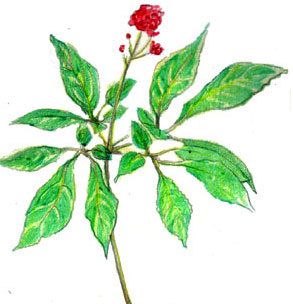 Ginseng Seed 2 g Ginseng Seed 2 g