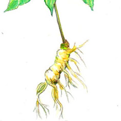 Ginseng (2 years old), 10 roots Ginseng (2 years old), 10 roots