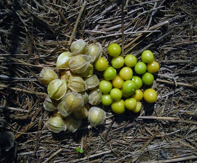 Goldie GROUND CHERRY 1.5 g Goldie GROUND CHERRY 1.5 g