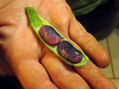 Liz Malayter's Beans