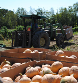 Seminole Pumpkin Harvest