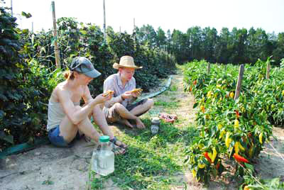 Sweet Banana Peppers