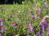 Hairy Vetch COVER CROP 228 g Hairy Vetch COVER CROP 228 g