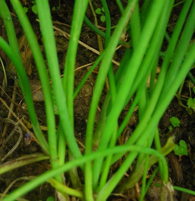 Herb Plants on Chives Herb   Native Plant 0 2 G