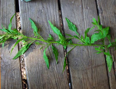 Epazote - Herb 0.1g Epazote - Herb 0.1g