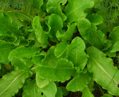 Sorrel, Garden - Herb 0.4g Sorrel, Garden - Herb 0.4g