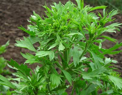 Anise - Herb 0.75g Anise - Herb 0.75g