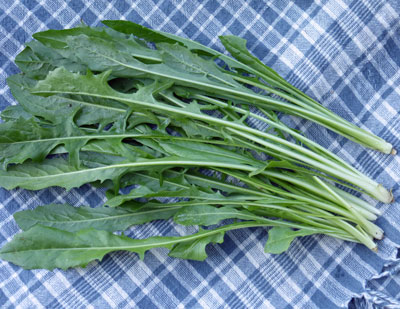 Chicory, Catalogna GREENS 1 g Chicory, Catalogna GREENS 1 g